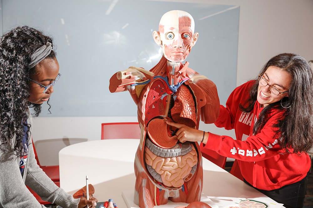 tutors examine an anatomical model